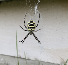 Argiope bruennichi