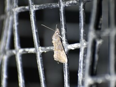 Hypena