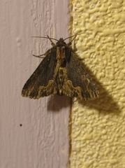 Dypterygia scabriuscula