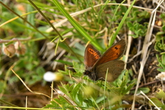 Erebia epiphron
