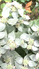 Pycnanthemum muticum