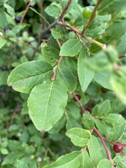 Vaccinium membranaceum