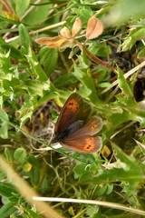 Erebia epiphron