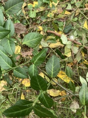 Euonymus fortunei