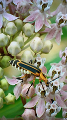 Chauliognathus marginatus