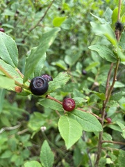 Vaccinium membranaceum