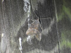 Hypena