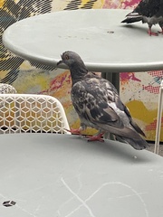 Columba livia domestica