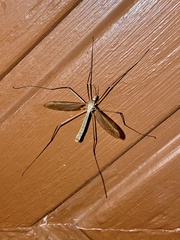 Tipula paludosa