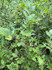 Vaccinium membranaceum