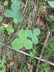 Trifolium stoloniferum