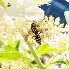 Polistes dominula