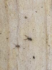 Pseudoscorpiones