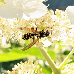 Polistes dominula