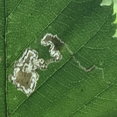 Stigmella