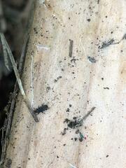 Dryophthorus americanus