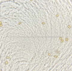 Inocybe pallidicremea