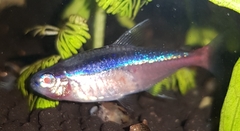 Paracheirodon innesi