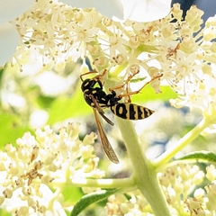 Polistes dominula