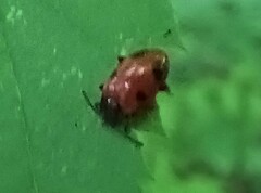 Endomychus biguttatus