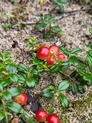 Vaccinium vitis-idaea