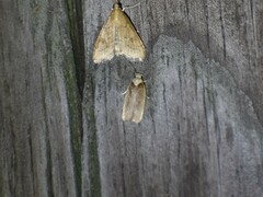 Sparganothis xanthoides