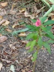 Impatiens glandulifera