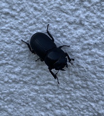 Dorcus parallelipipedus