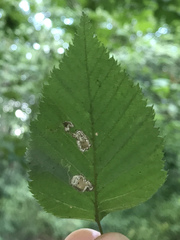Stigmella