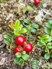Vaccinium vitis-idaea