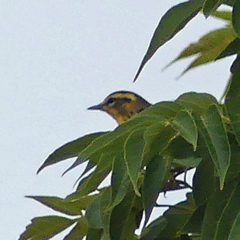 Setophaga fusca