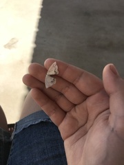 Frederickia s-signata