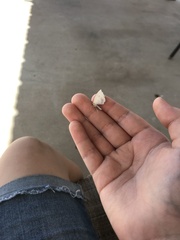 Frederickia s-signata