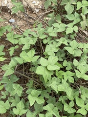Ipomoea cordatotriloba