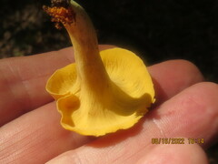Cantharellus lateritius