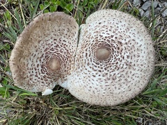 Leucoagaricus americanus