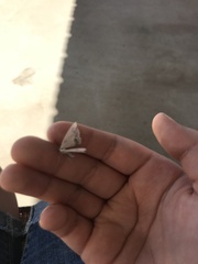 Frederickia s-signata