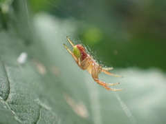 Araniella