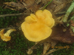 Cantharellus lateritius
