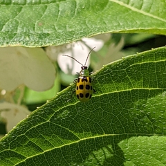 Diabrotica undecimpunctata