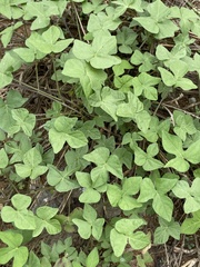 Ipomoea cordatotriloba