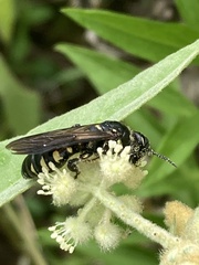 Myzinum obscurum