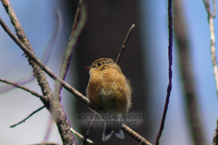 Empidonax fulvifrons