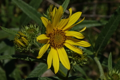 Helianthus nuttallii