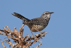 Campylorhynchus brunneicapillus