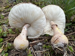 Leucoagaricus americanus