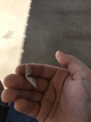 Frederickia s-signata