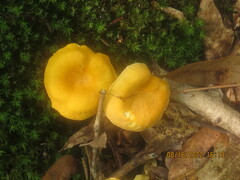 Cantharellus lateritius