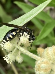 Myzinum obscurum