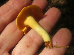 Cantharellus lateritius